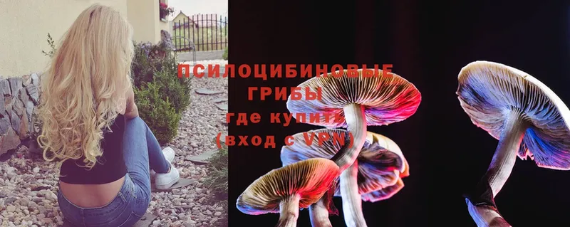 что такое   Краснокамск  Псилоцибиновые грибы Psilocybe 